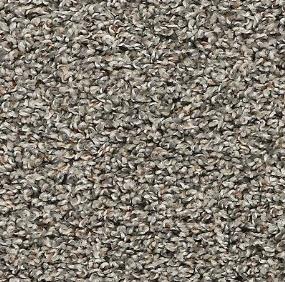 Texture Charlotte Gray Carpet