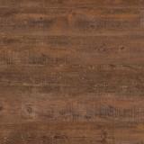 AGED KAURI