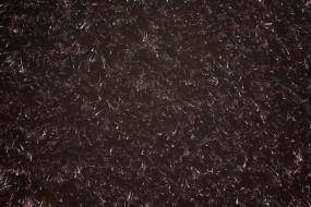 Frieze Blackberry  Carpet