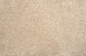 Sand Dollar